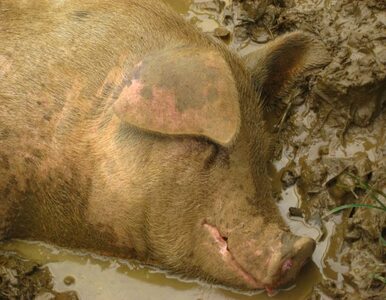 Miniatura: Tysiące martwych świń wyłowiono z rzeki