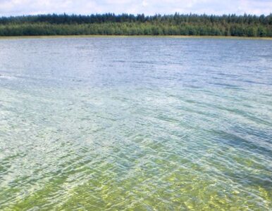 Miniatura: Jezioro Dębno: 54-latek prawdopodobnie utonął