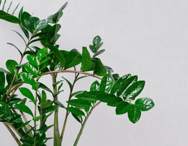 Miniatura: Zaparz, wystudź i podlej zamiokulkasa, a...