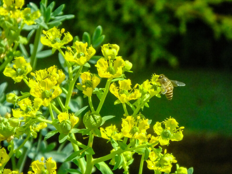Przywrotnik pospolity (Alchemilla mollis)