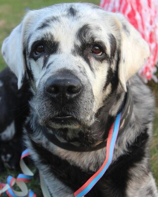 Miniatura: Pies cierpi na rzadką chorobę. Jego futro...