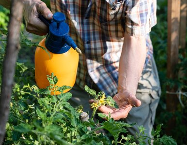 Miniatura: Ten domowy oprysk z jodyny ratuje...