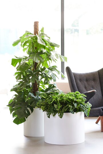 Monstera dziurawa