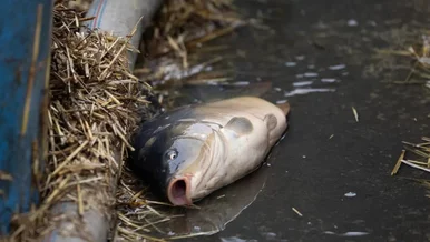 Miniatura: Bez wody, przerzucane jak śmieci....