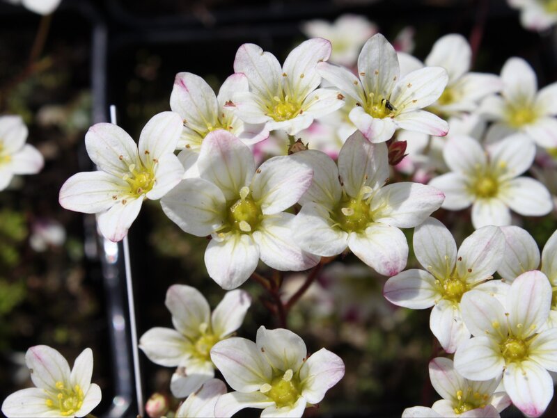 Skalnica Arendsa,  Saxifraga x arendsii