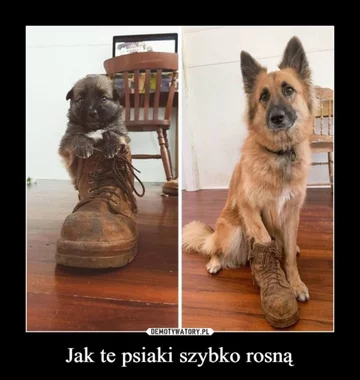 Mem z okazji Dnia Psa 