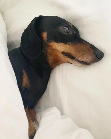 Monty the Miniature Dachshund 