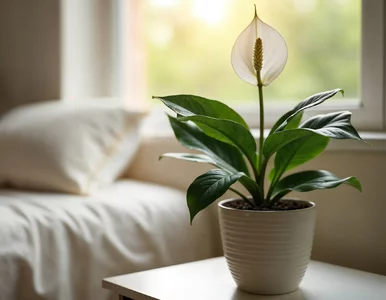 Miniatura: Kroję plasterek ogórka i wkładam do...