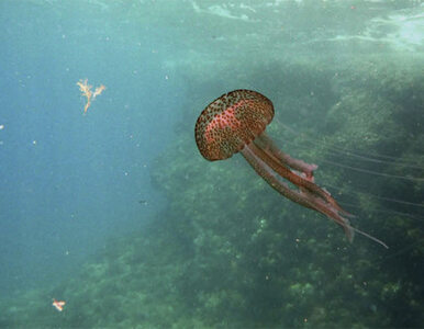 Miniatura: Inwazja meduz na wybrzeżu Hiszpanii. 1000...