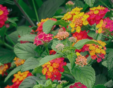 Miniatura: Posadź w tym roku zamiast pelargonii. Ta...