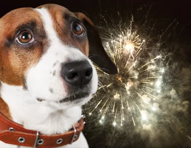 Miniatura: Dla ludzi sylwestrowa zabawa, dla zwierząt...