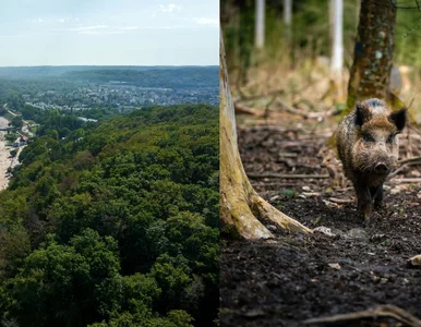 Miniatura: Zakaz wejścia do lasów. Groźny wirus w...