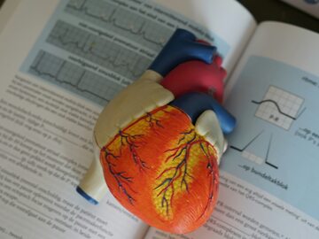 Model ludzkiego serca