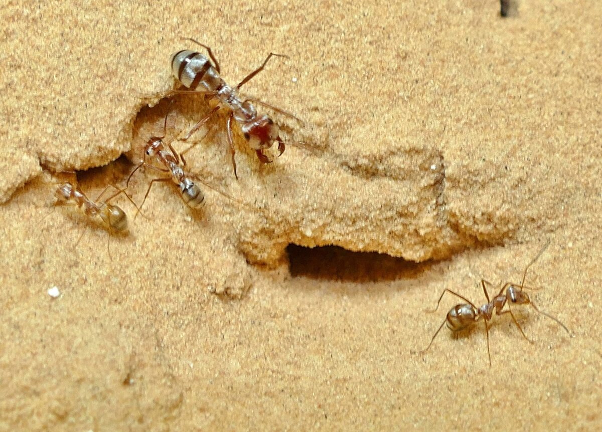 Cataglyphis bombycina - najszybsze na świecie mrówki 