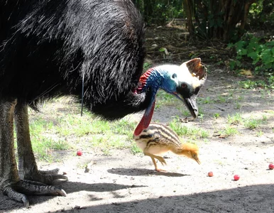 Miniatura: W ZOO w Warszawie wykluł się kazuar...