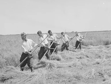 Miniatura: QUIZ. Co wiesz o życiu na wsi? Mieszczuchy...