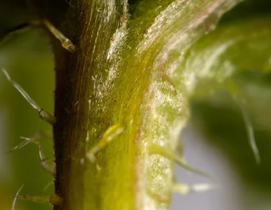 Miniatura: Większość osób używa tej rośliny źle. Liść...