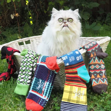 Wilfred - nietypowy kot 