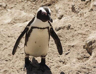 Miniatura: Słynny pingwin zaginął. Został zjedzony?