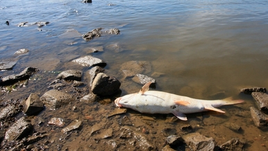 Śnięte ryby w rzece Ner. W trybie pilnym wydano zakaz wędkowania