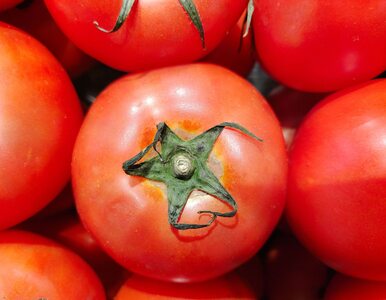 Miniatura: Takie pomidory od razu wyrzuć! Mogą...