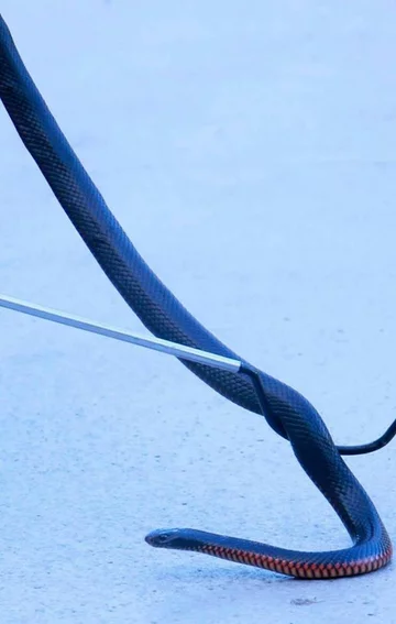 Wąż złapany przez pracowników firmy Brisbane Snake Catchers 