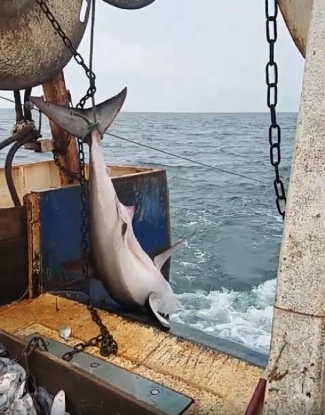 Rekin biały złapany przez rybaka 