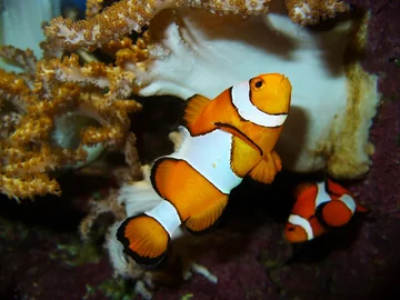 Błazenek Amphiprion ocellaris 