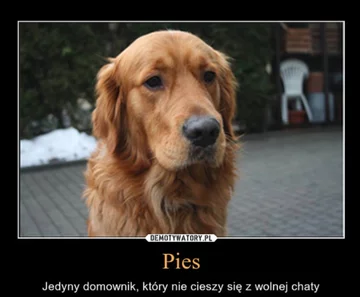 Mem z okazji Dnia Psa 