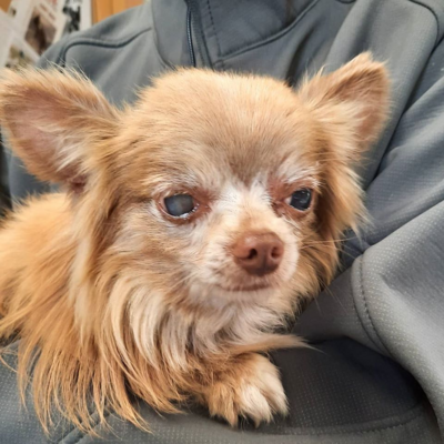 Miniatura: Jelly's Place pomaga zwierzętom. Zobaczcie...