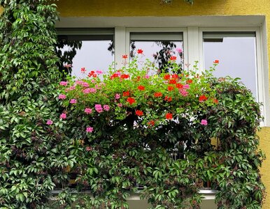 Miniatura: Wsyp łyżeczkę do doniczki, a pelargonie...