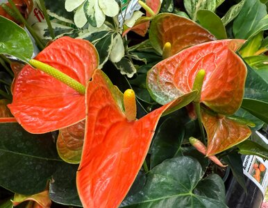 Miniatura: Anturium ruszy z kopyta w kilka tygodni....