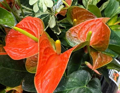 Miniatura: Anturium wystrzeli w 4 tygodnie. Wystarczy...