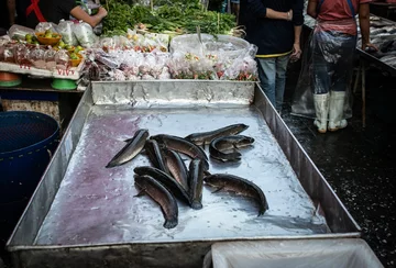 Targ żywych zwierząt Chatuchak w Tajlandii 