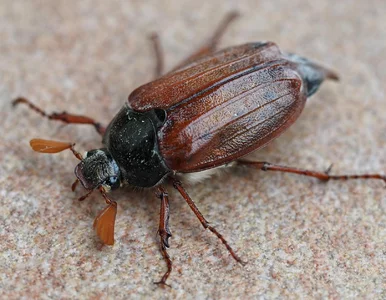 Miniatura: Nadchodzi plaga chrabąszczy? Lekarz...