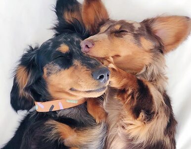 Miniatura: Te psy łączy prawdziwa przyjaźń. Niezwykłe...