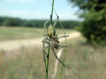 Kolczak zbrojny 