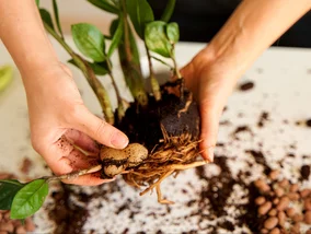 Miniatura: Z jednej rośliny zrobiłam trzy. Wystarczy...
