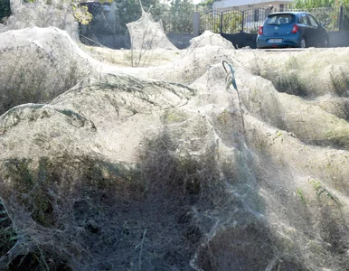 Miniatura: Pająki utkały 300-metrową sieć na plaży....