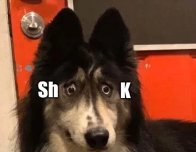 Miniatura: Miłośnicy psów działają w zawrotnym...