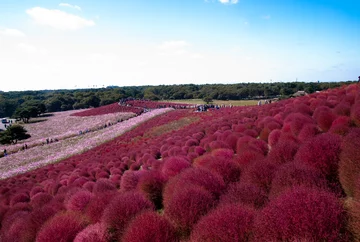 Park Nadmorski Hitachi, Japonia