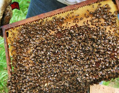 Miniatura: Co zrobić, gdy użądli cię pszczoła?