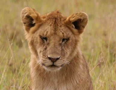 Miniatura: Chińskie zoo zamiast lwa trzymało w klatce...