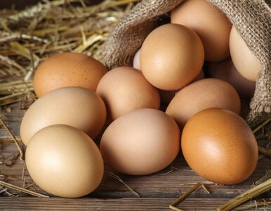 Te kury zaczęły znosić jajka z zielonymi żółtkami. Dlaczego?