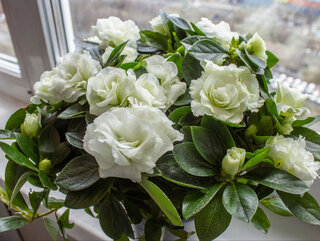 Gardenia