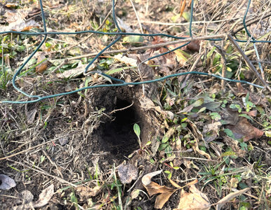 Miniatura: Dziury w trawniku i rabatach? To nie...