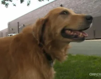 Miniatura: Pies zjadł kilogram kamieni