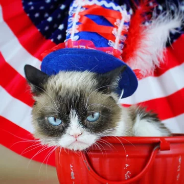 Grumpy Cat 