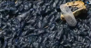 Velella 