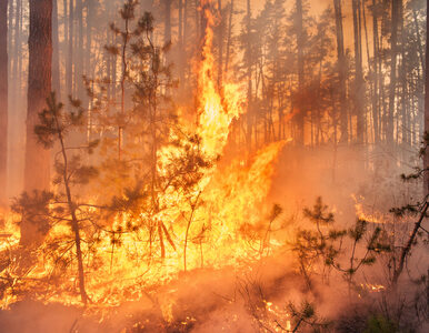 Miniatura: Potężny pożar lasów na Korsyce